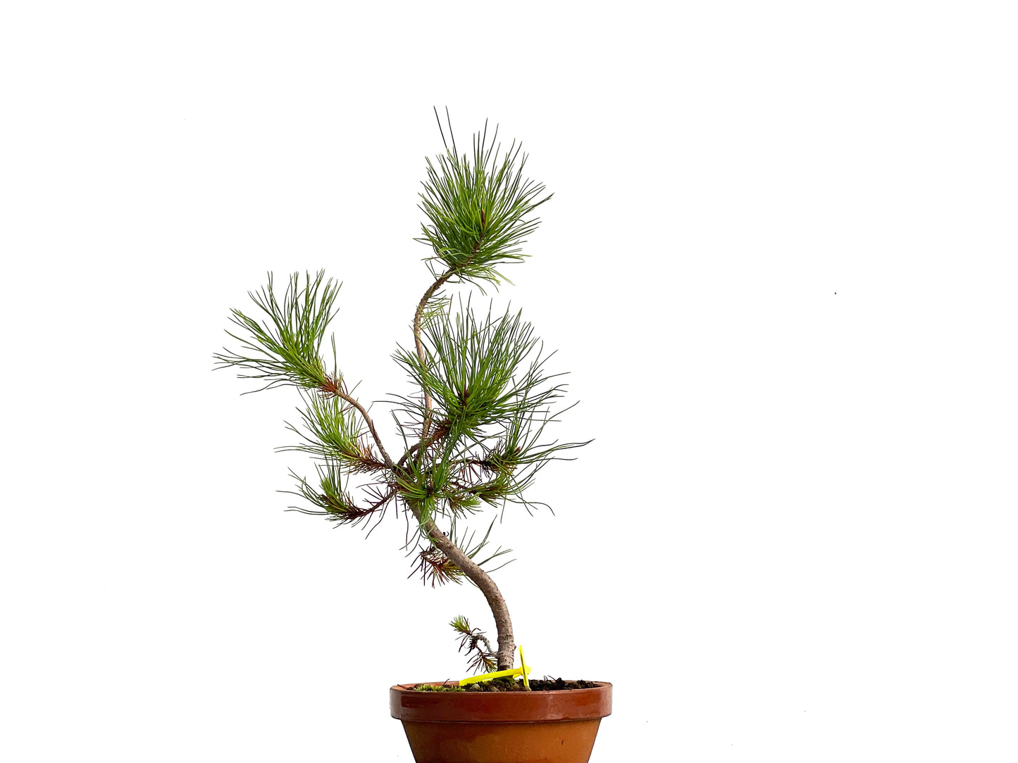 Pinus Pinea 3044