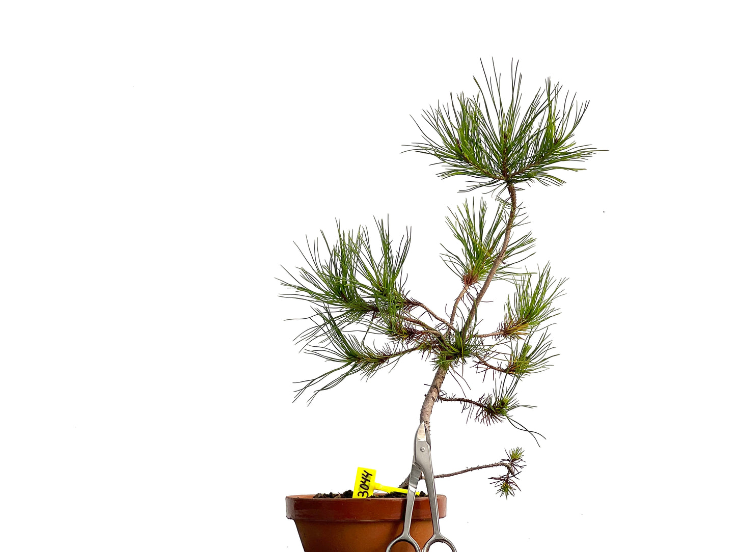 Pinus Pinea 3044