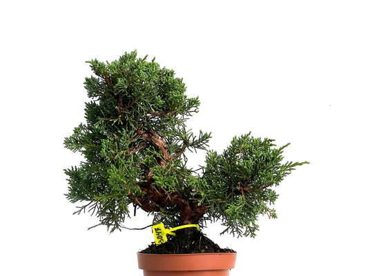 Juniperus Chinensis Kyushu 3047