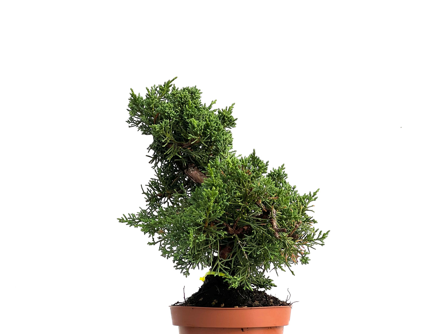 Juniperus Chinensis Kyushu 3047