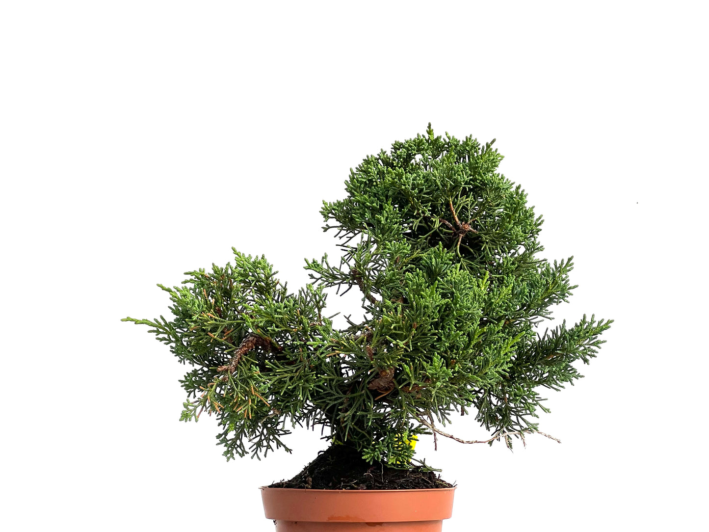 Juniperus Chinensis Kyushu 3047