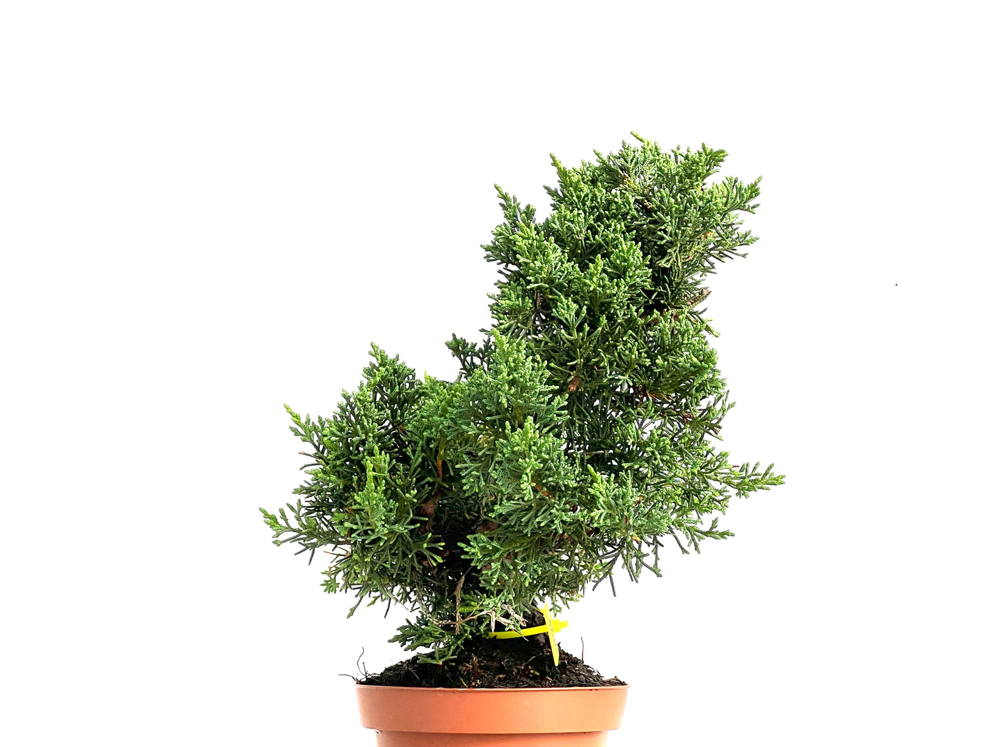 Juniperus Chinensis Kyushu 3047