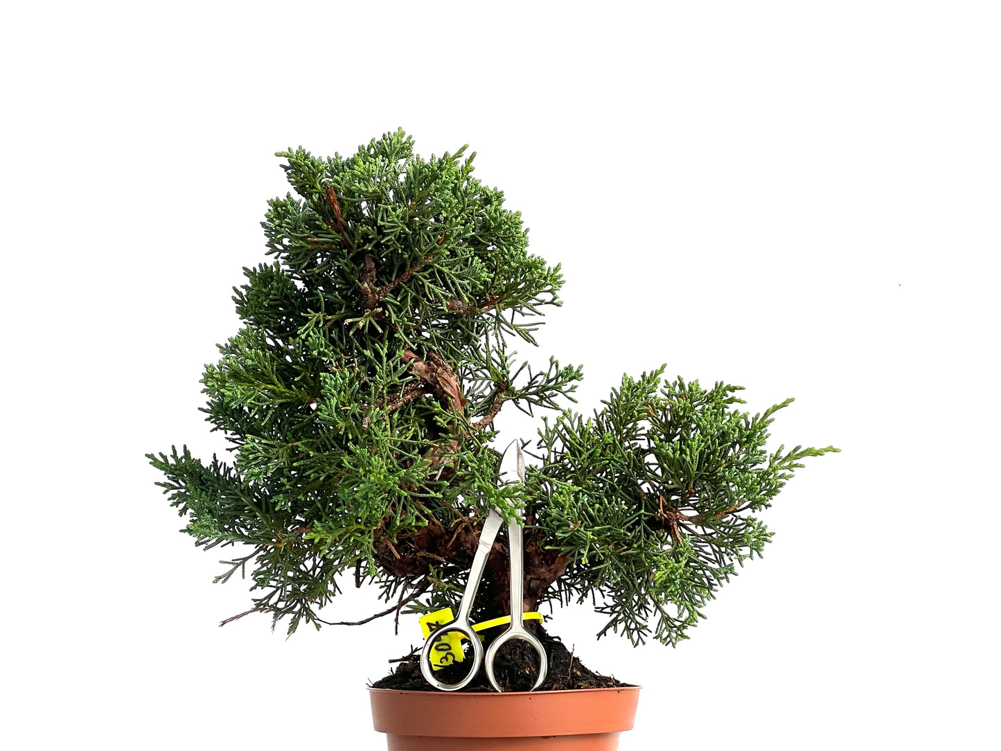 Juniperus Chinensis Kyushu 3047