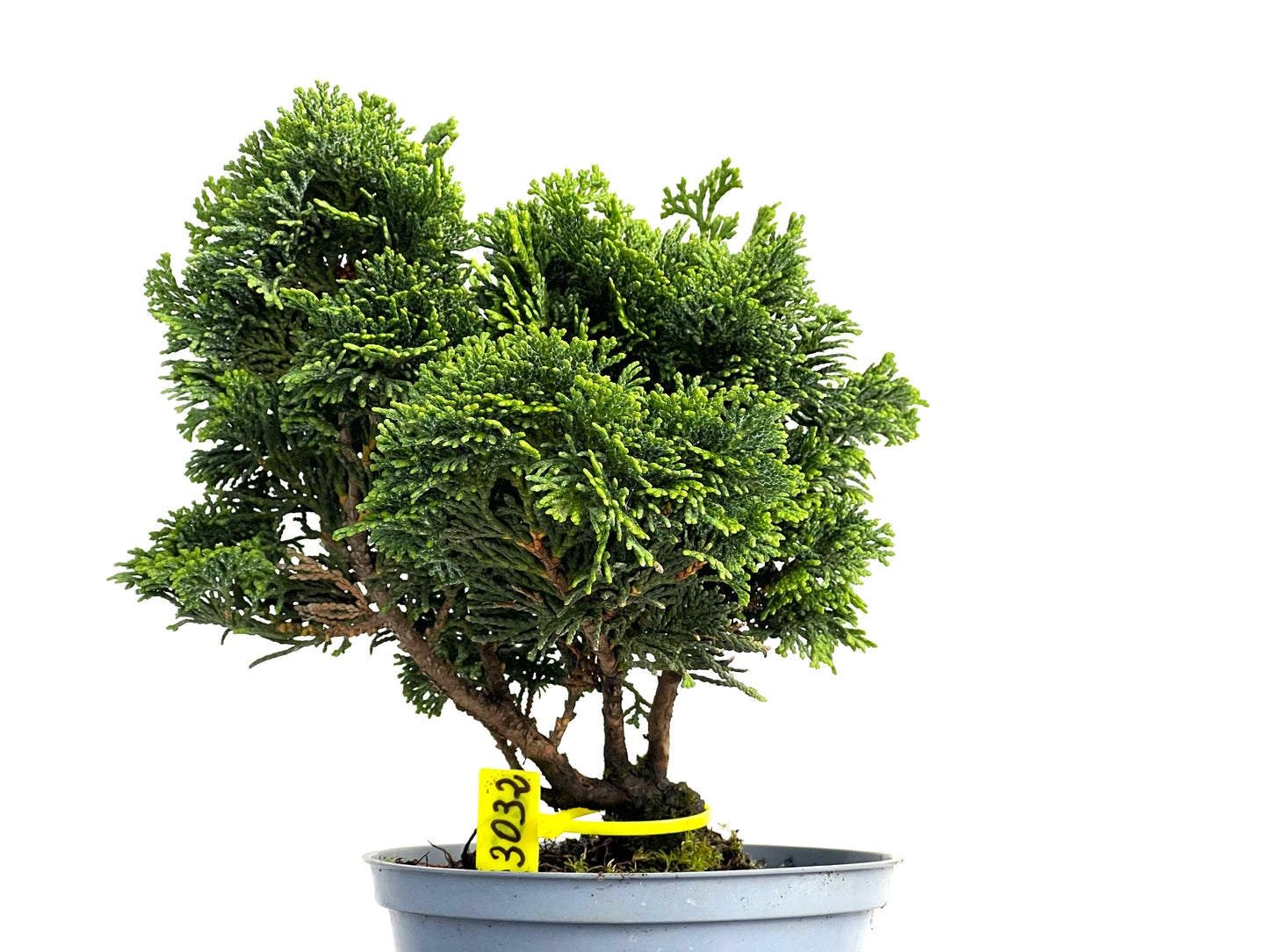 Chamaecyparis Obtusa Nana 3032