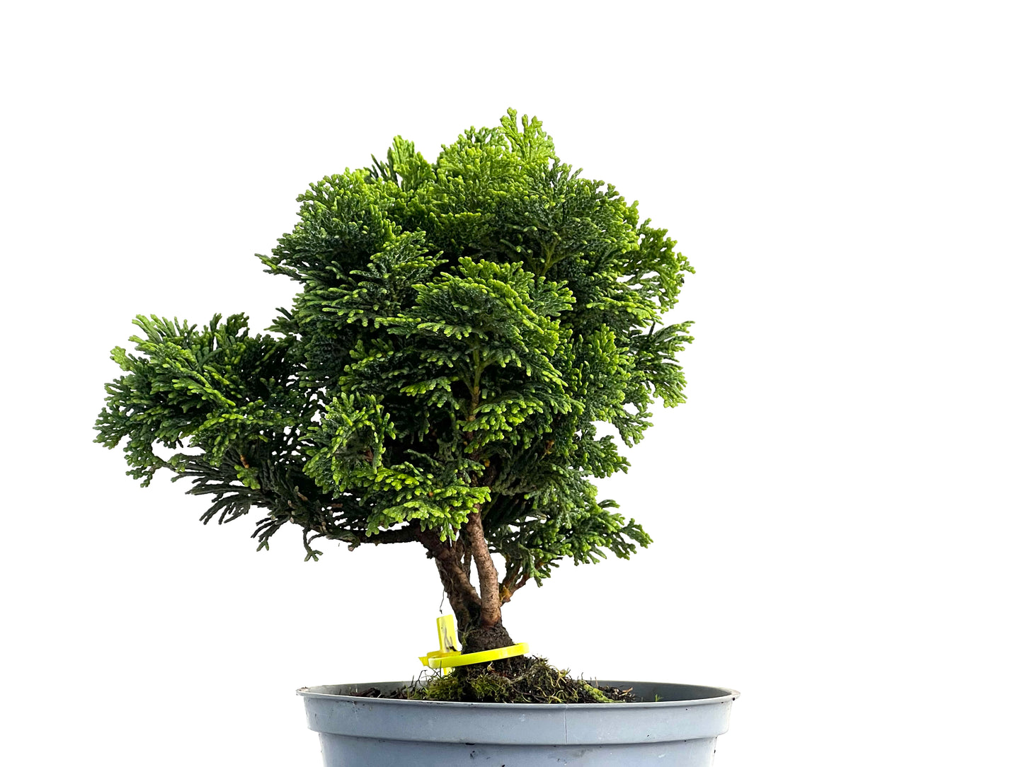 Chamaecyparis Obtusa Nana 3032