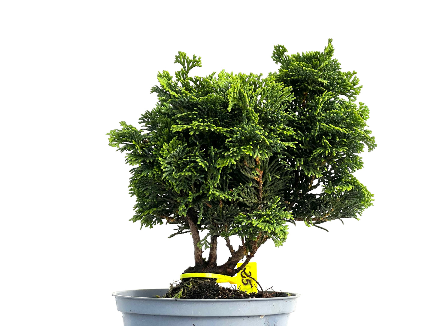 Chamaecyparis Obtusa Nana 3032