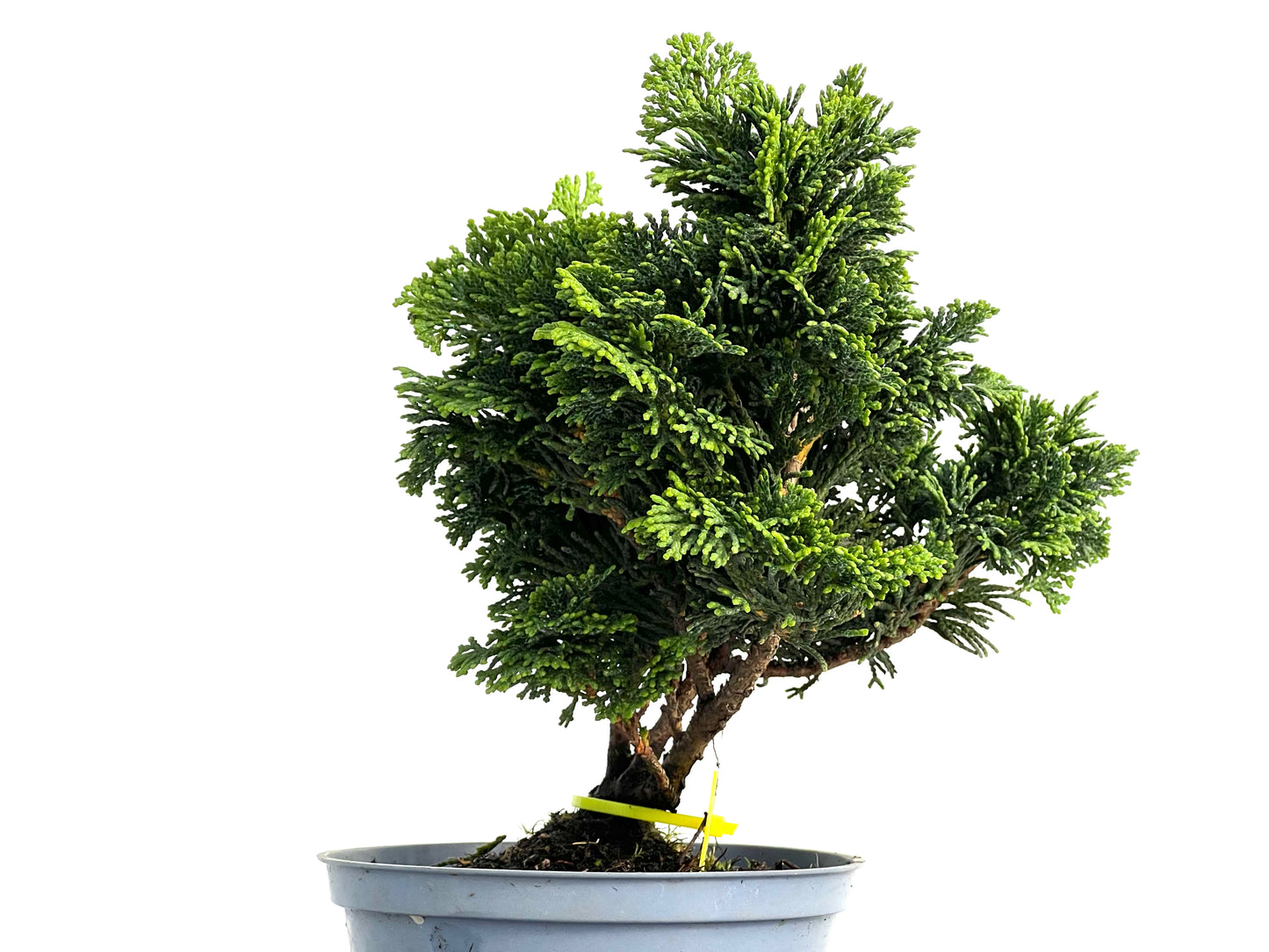 Chamaecyparis Obtusa Nana 3032