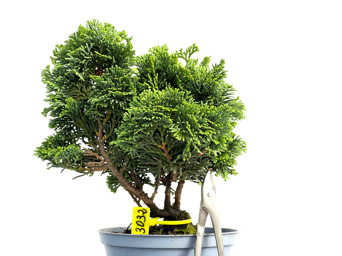 Chamaecyparis Obtusa Nana 3032