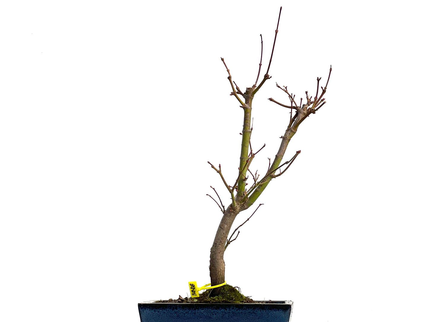 Acer Palmatum Atropurpureum 3028