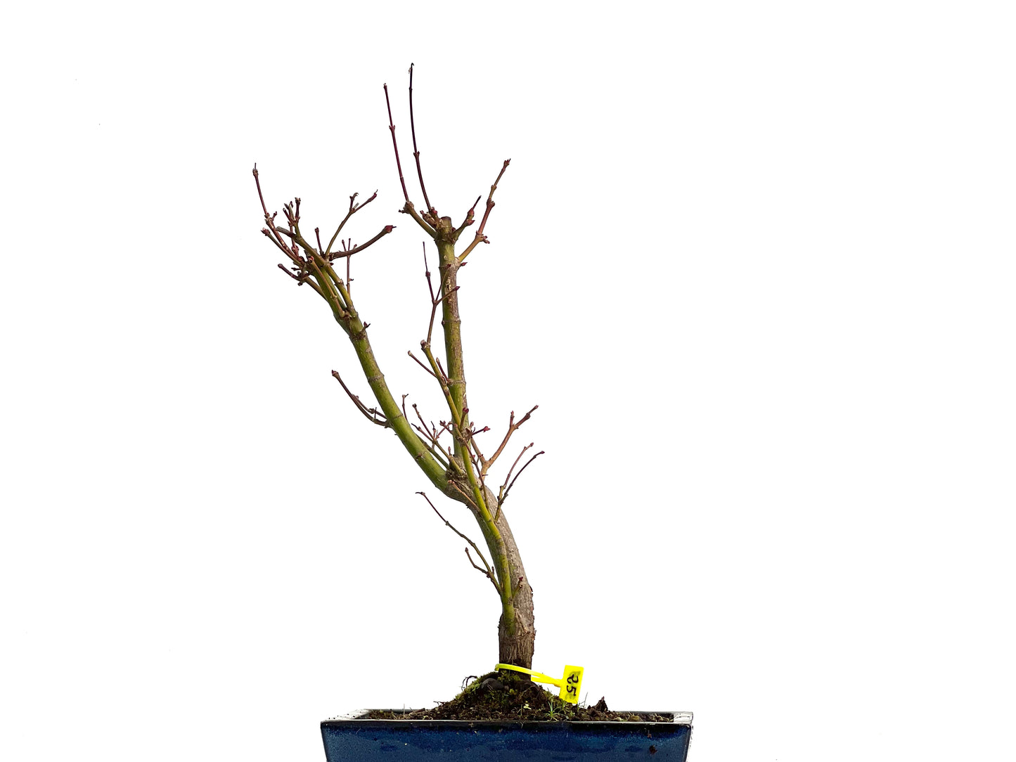 Acer Palmatum Atropurpureum 3028