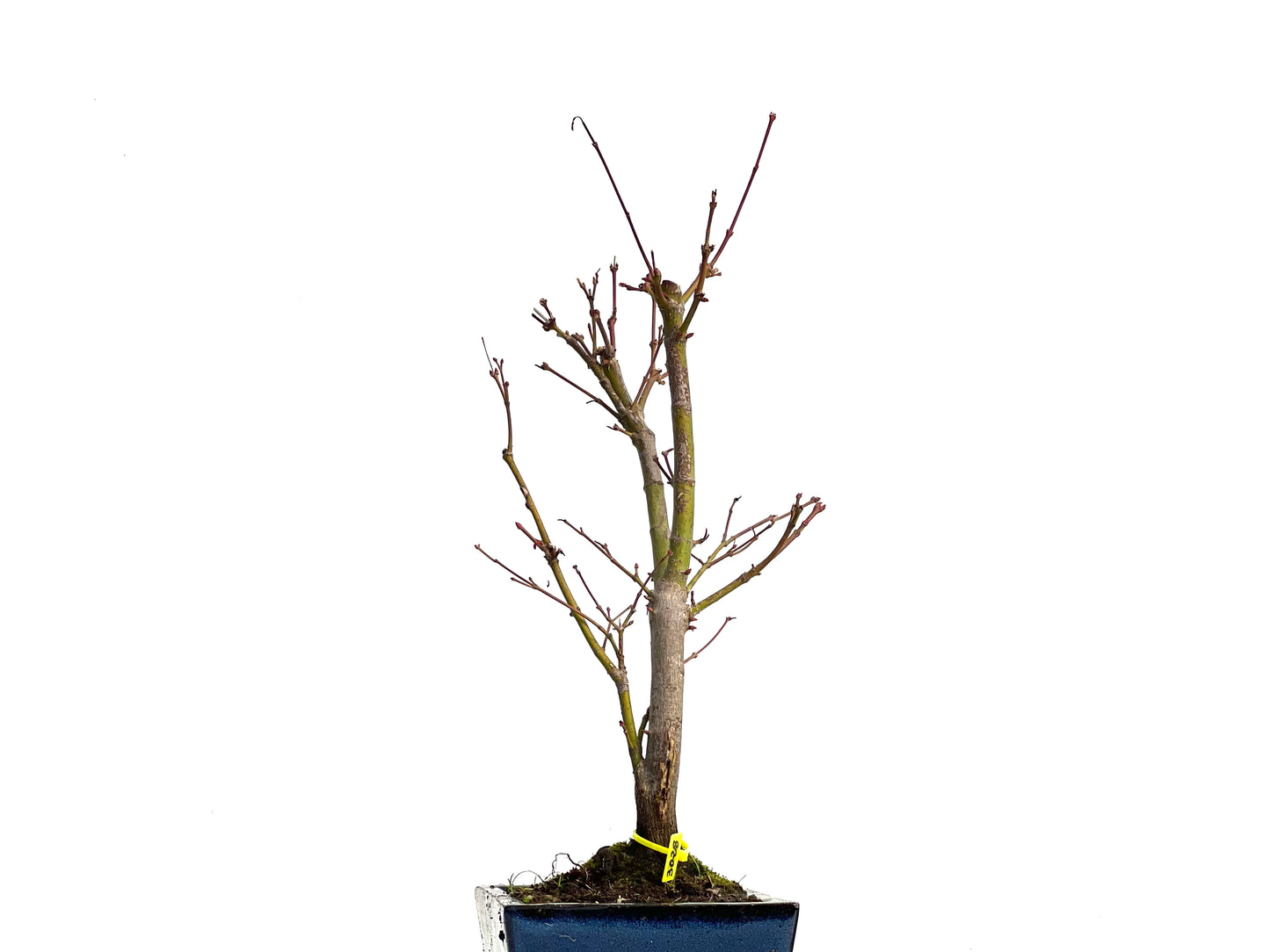 Acer Palmatum Atropurpureum 3028