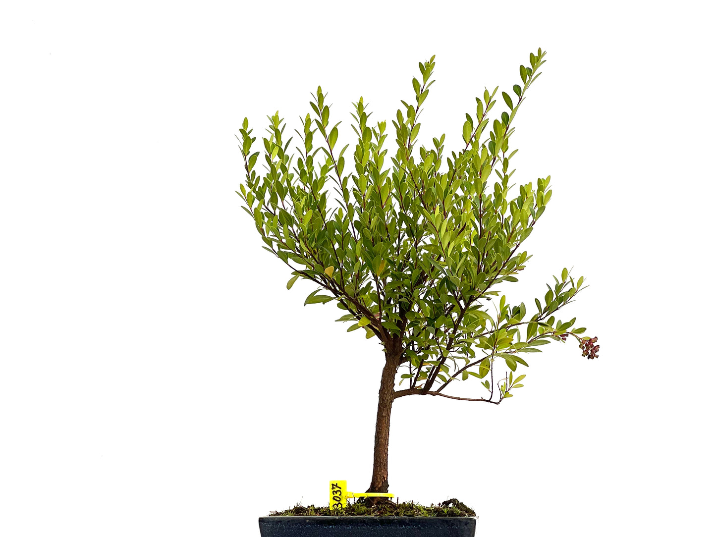 Syzigium Buxifolium 3037