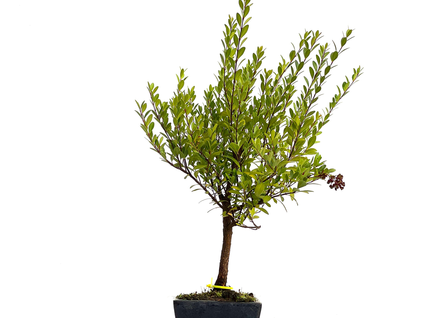 Syzigium Buxifolium 3037