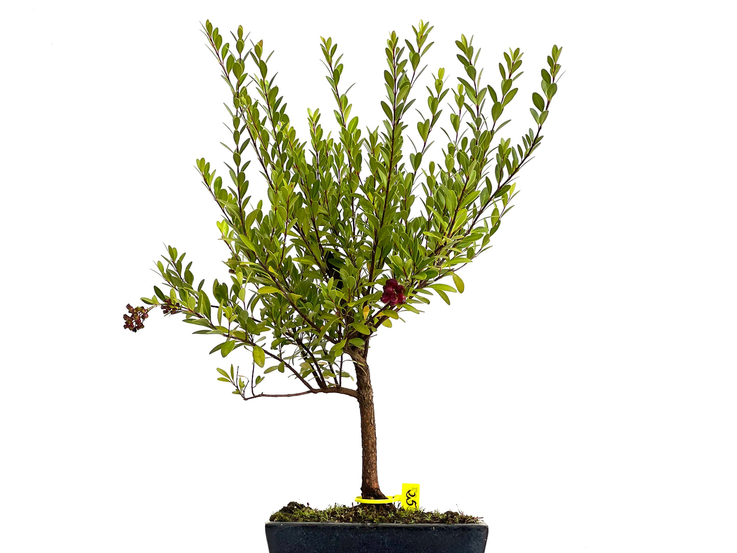 Syzigium Buxifolium 3037