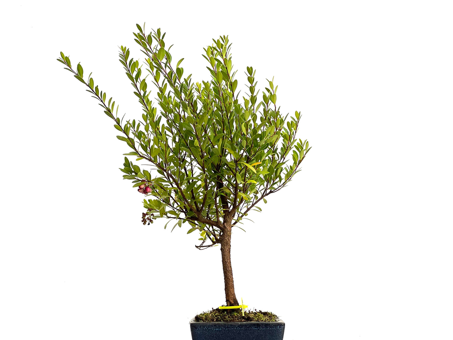 Syzigium Buxifolium 3037