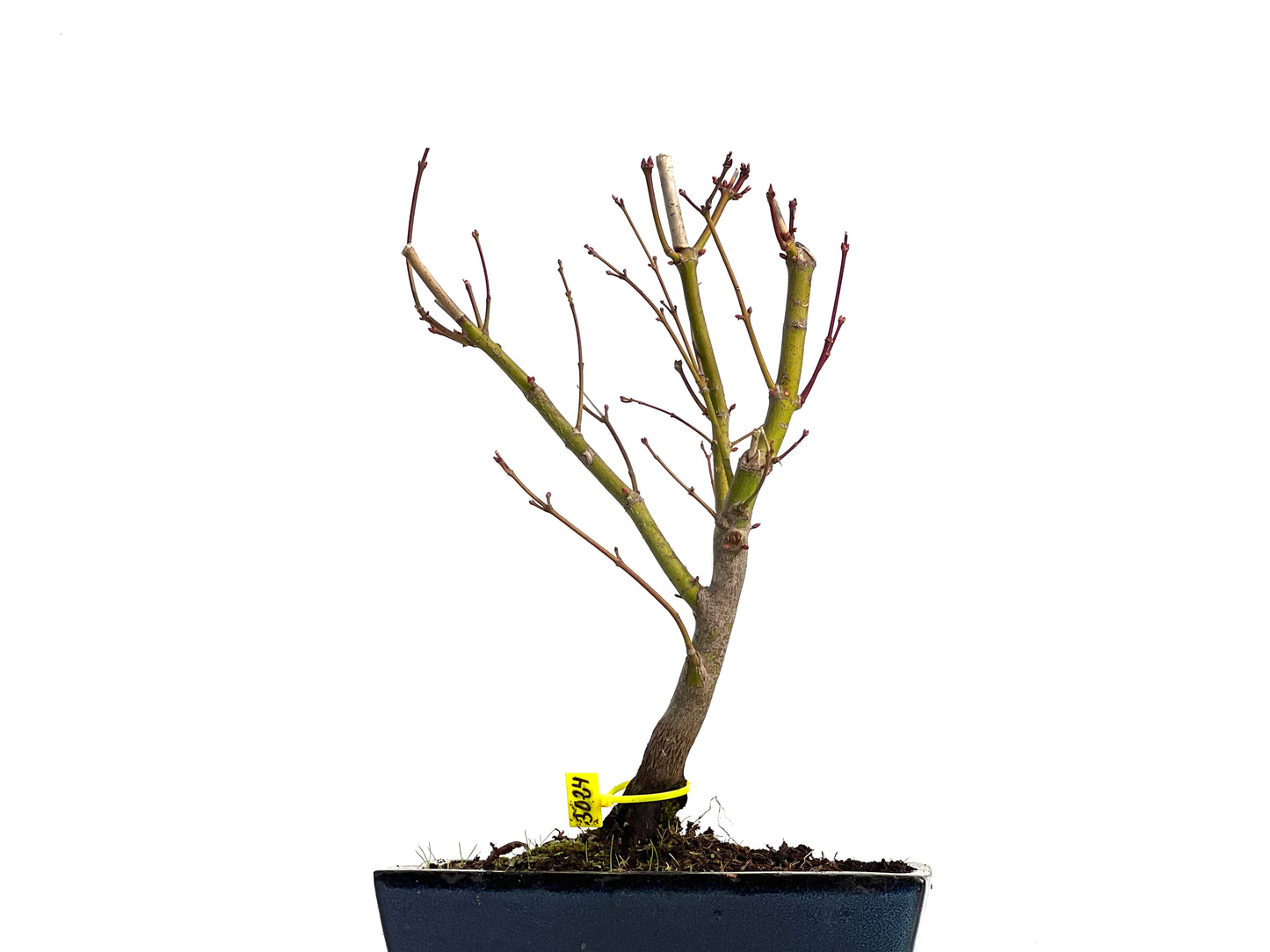 Acer Palmatum Atropurpureum 3024