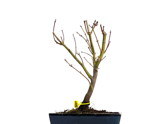 Acer Palmatum Atropurpureum 3024