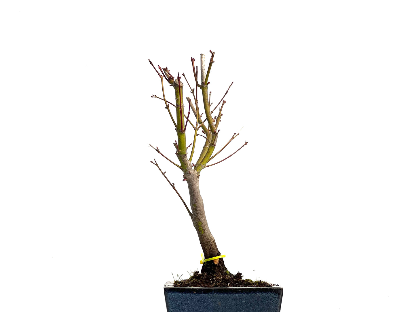 Acer Palmatum Atropurpureum 3024