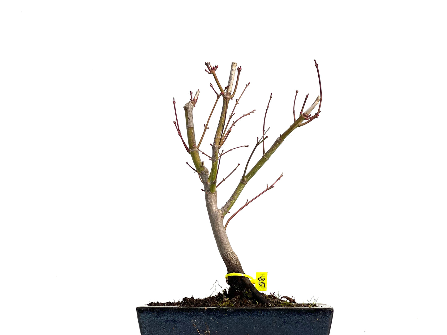 Acer Palmatum Atropurpureum 3024