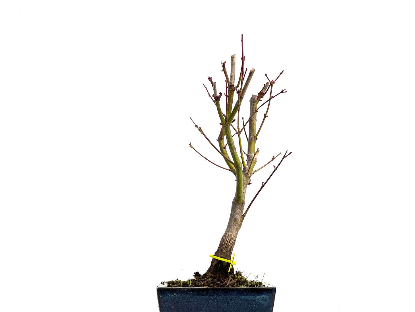 Acer Palmatum Atropurpureum 3024