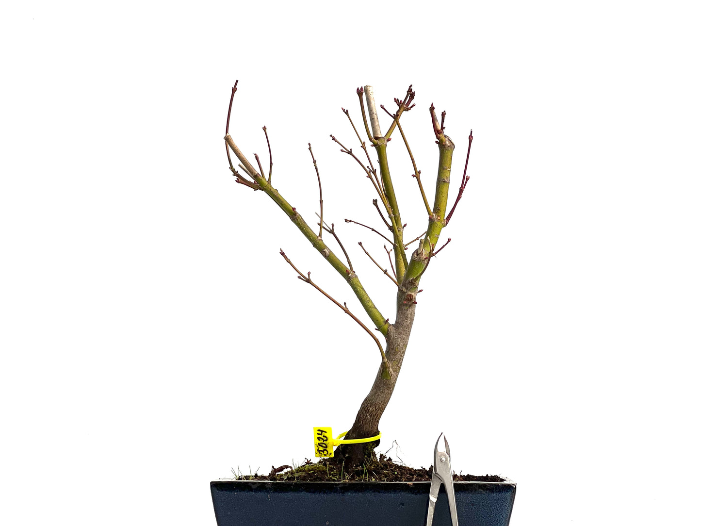 Acer Palmatum Atropurpureum 3024