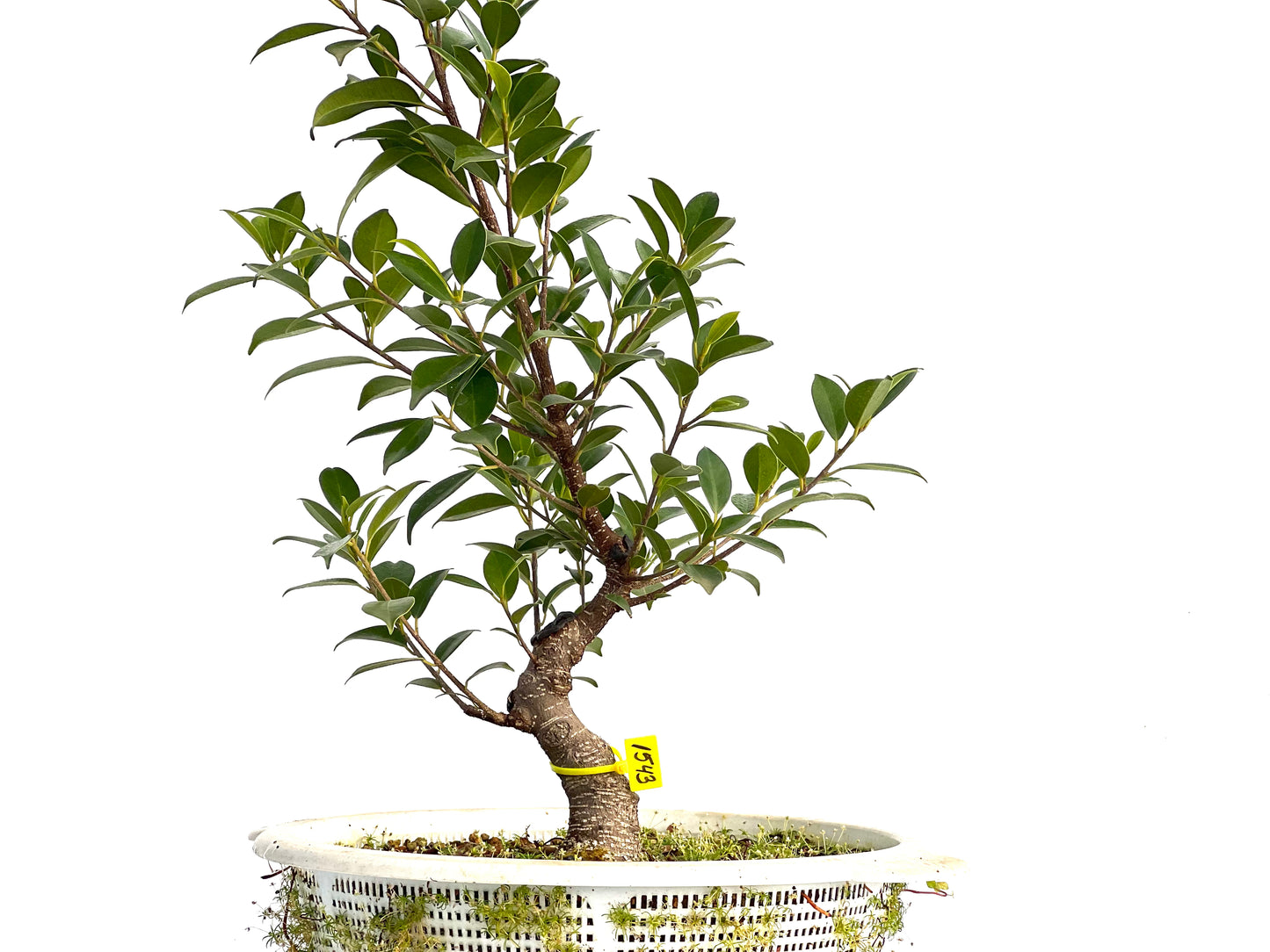 Ficus Tiger Bark 1543