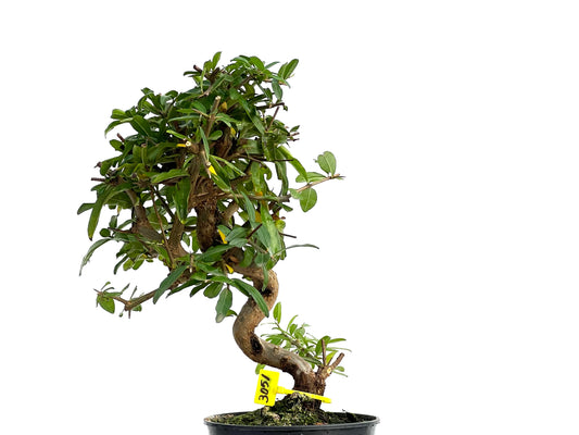 Punica Granatum Nejikan 3051