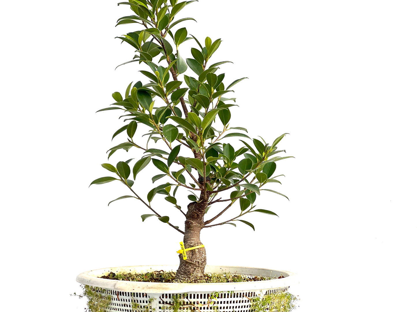 Ficus Tiger Bark 1543