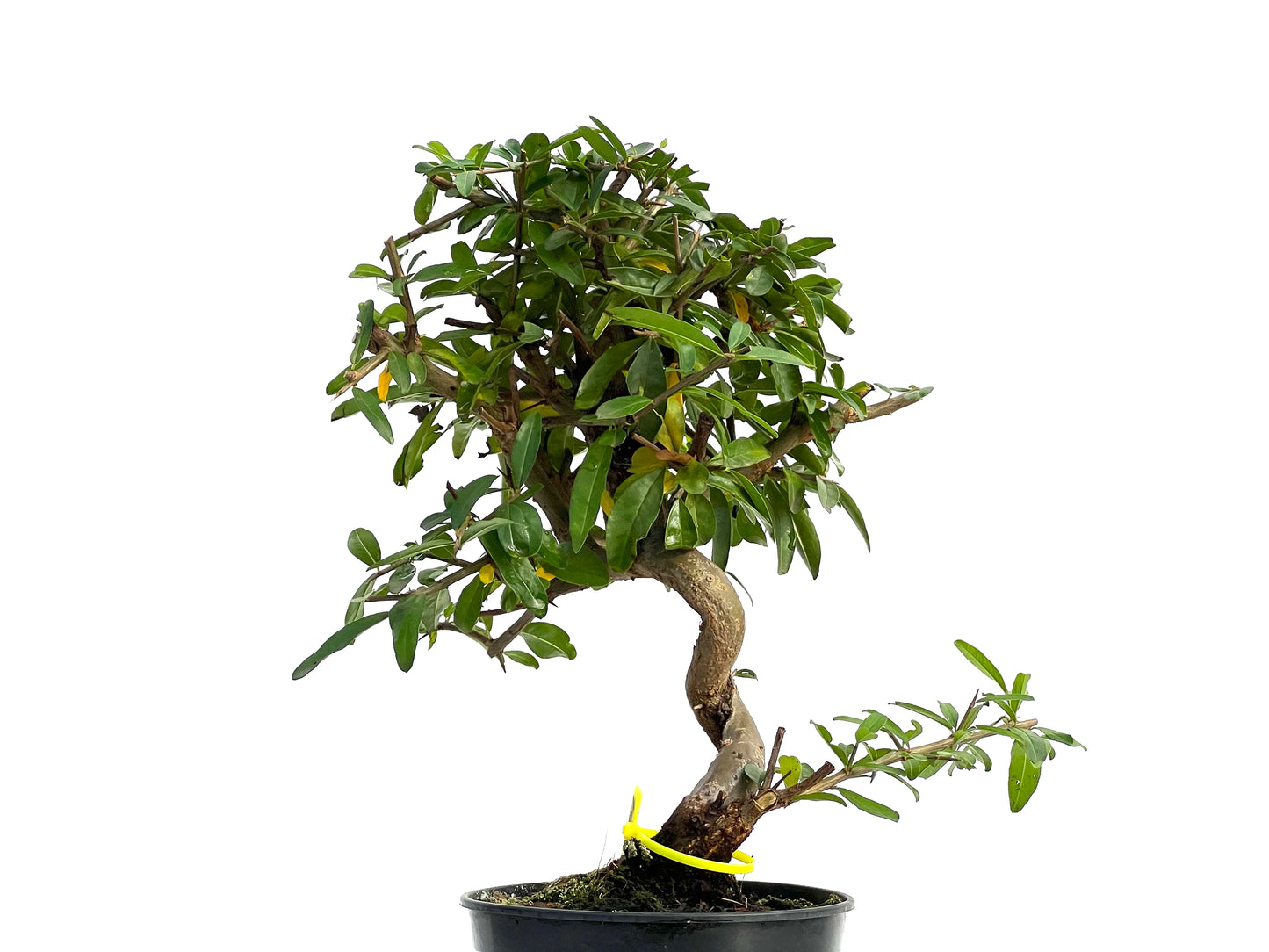 Punica Granatum Nejikan 3051