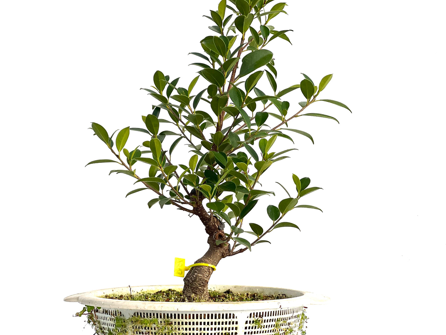 Ficus Tiger Bark 1543