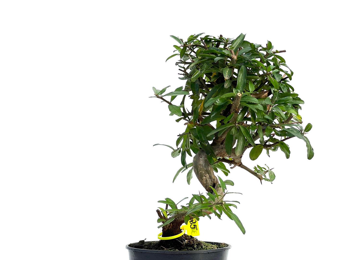 Punica Granatum Nejikan 3051