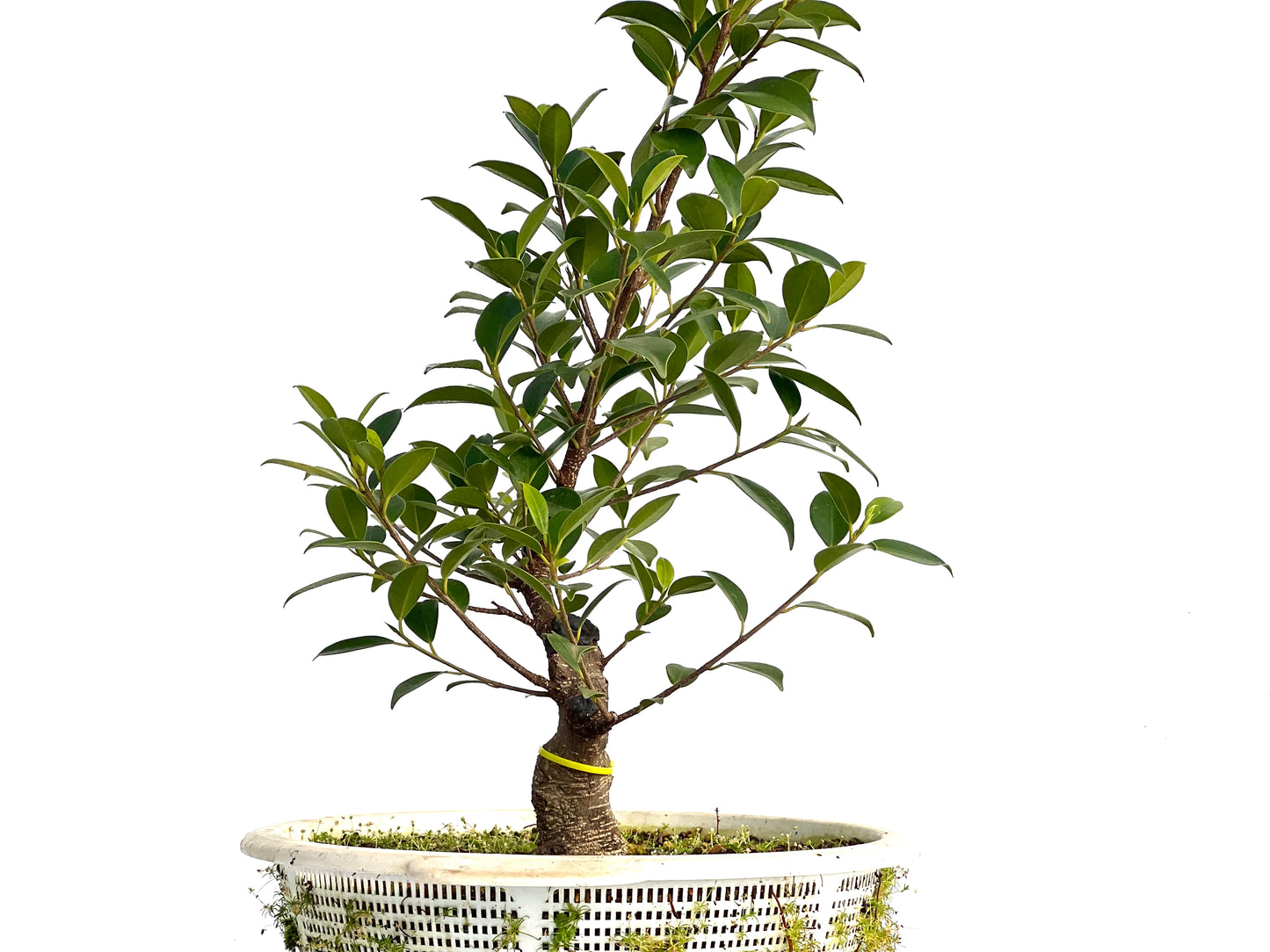 Ficus Tiger Bark 1543