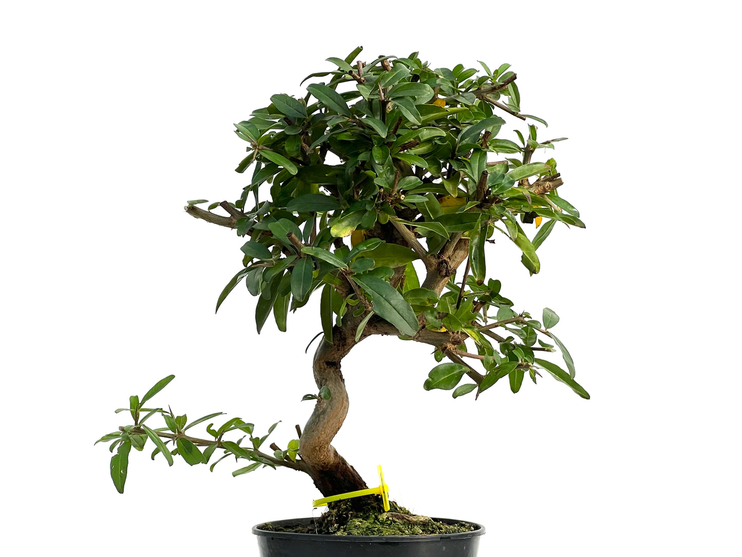 Punica Granatum Nejikan 3051