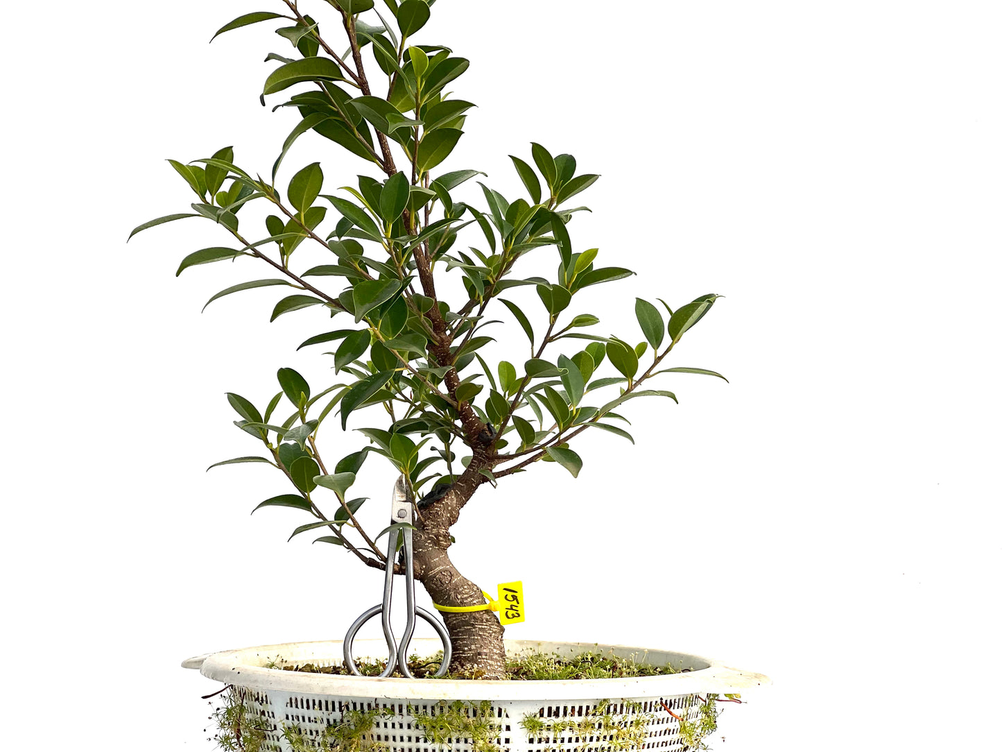Ficus Tiger Bark 1543
