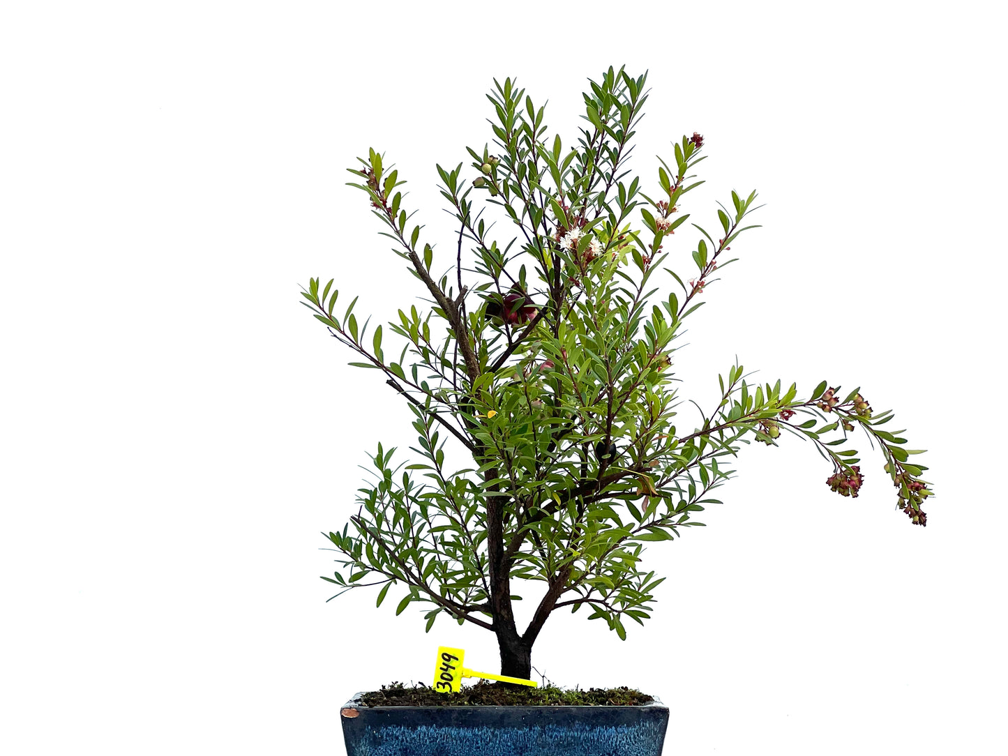 Syzigium Buxifolium 3049