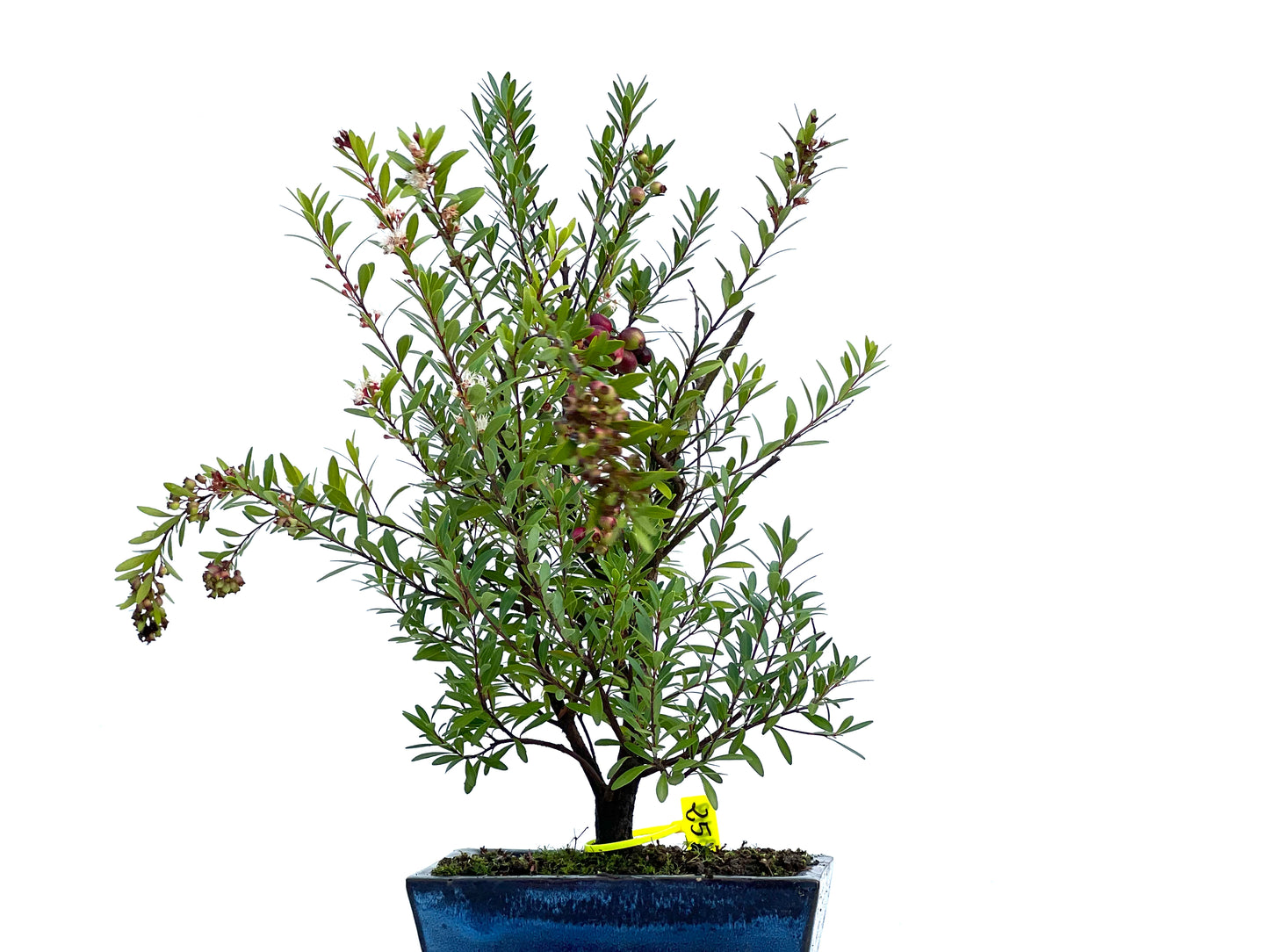 Syzigium Buxifolium 3049