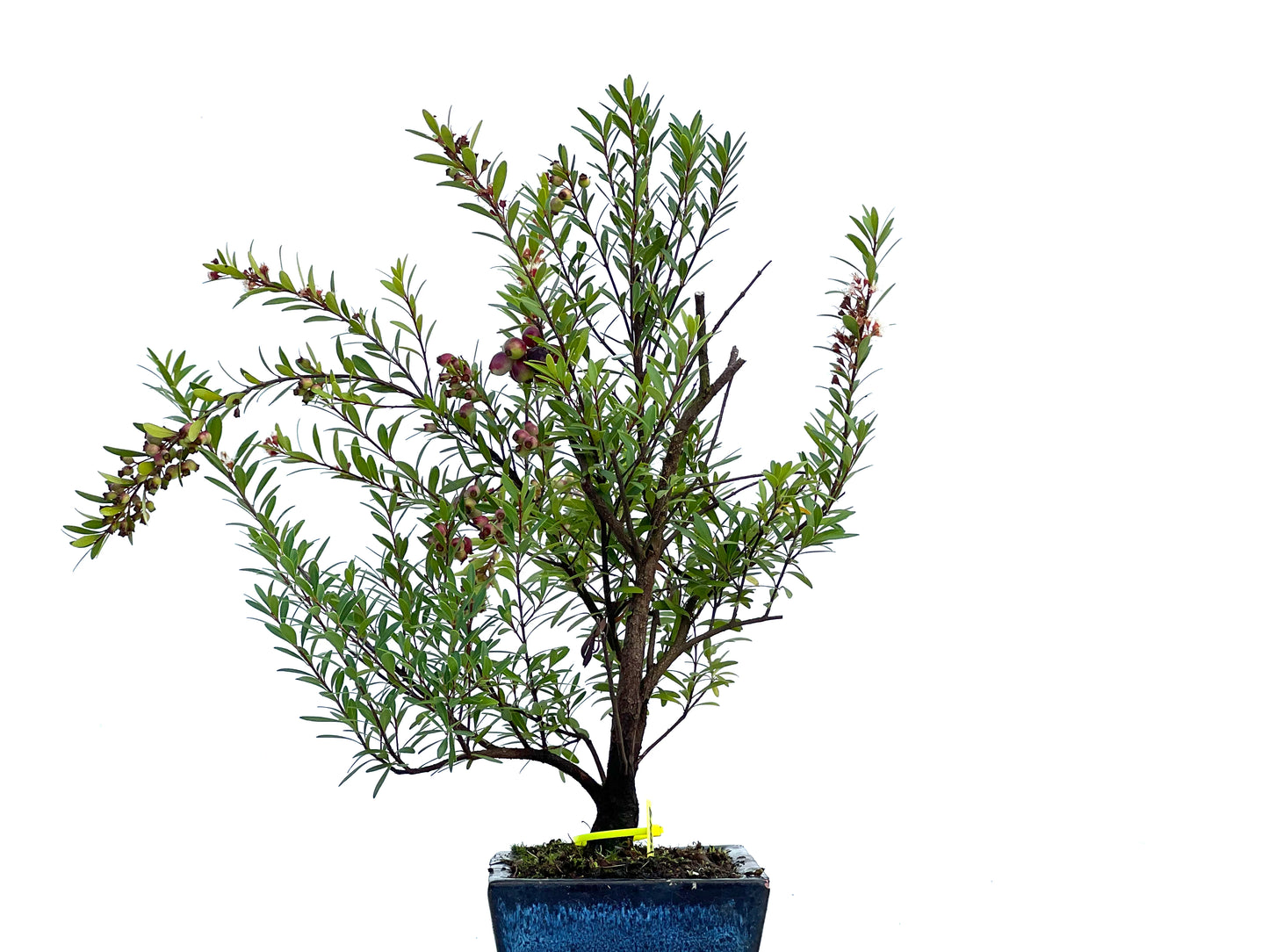 Syzigium Buxifolium 3049