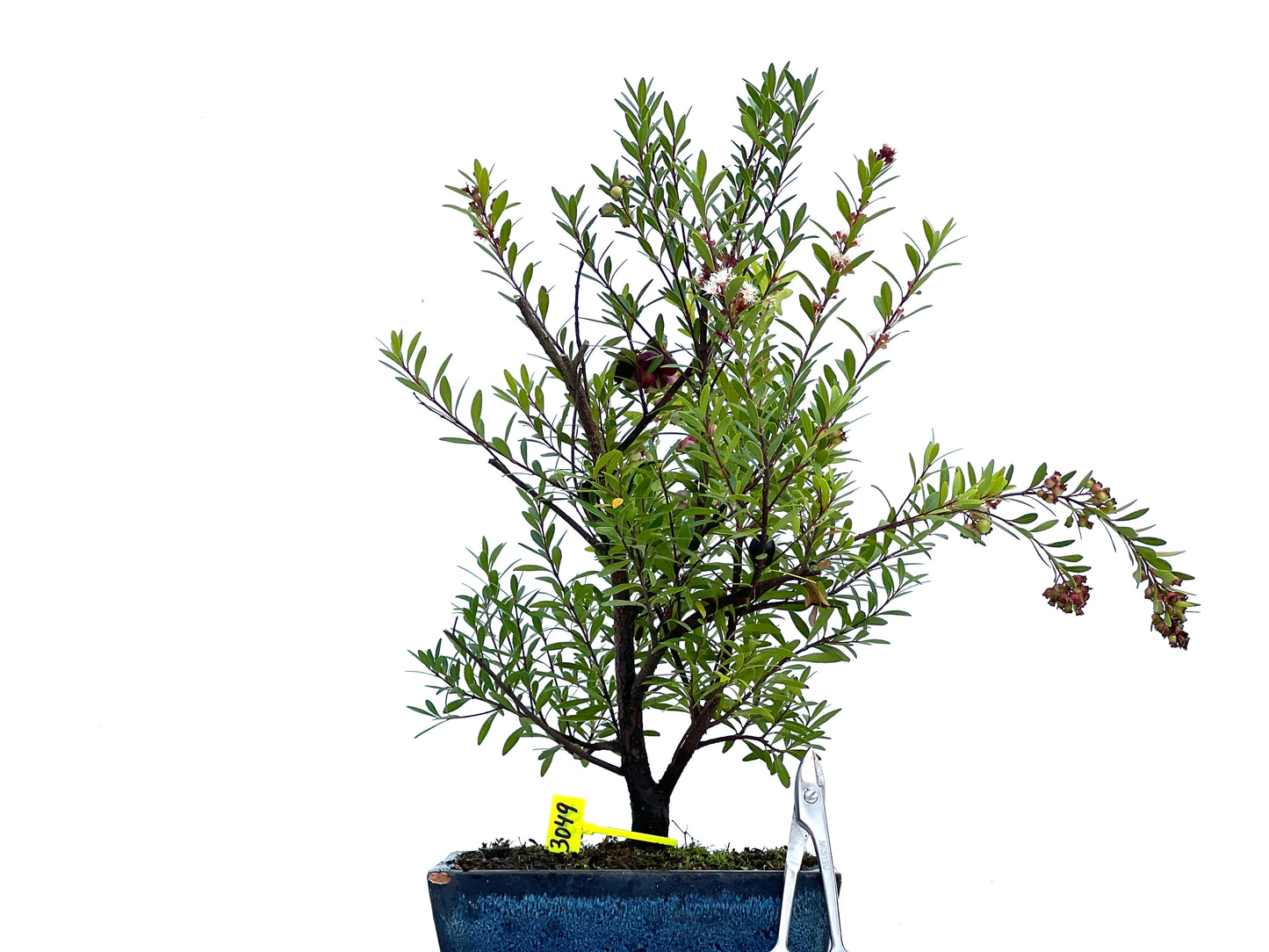 Syzigium Buxifolium 3049