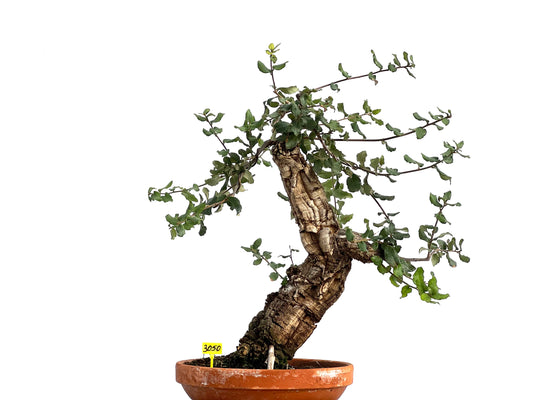 Quercus Suber 3050