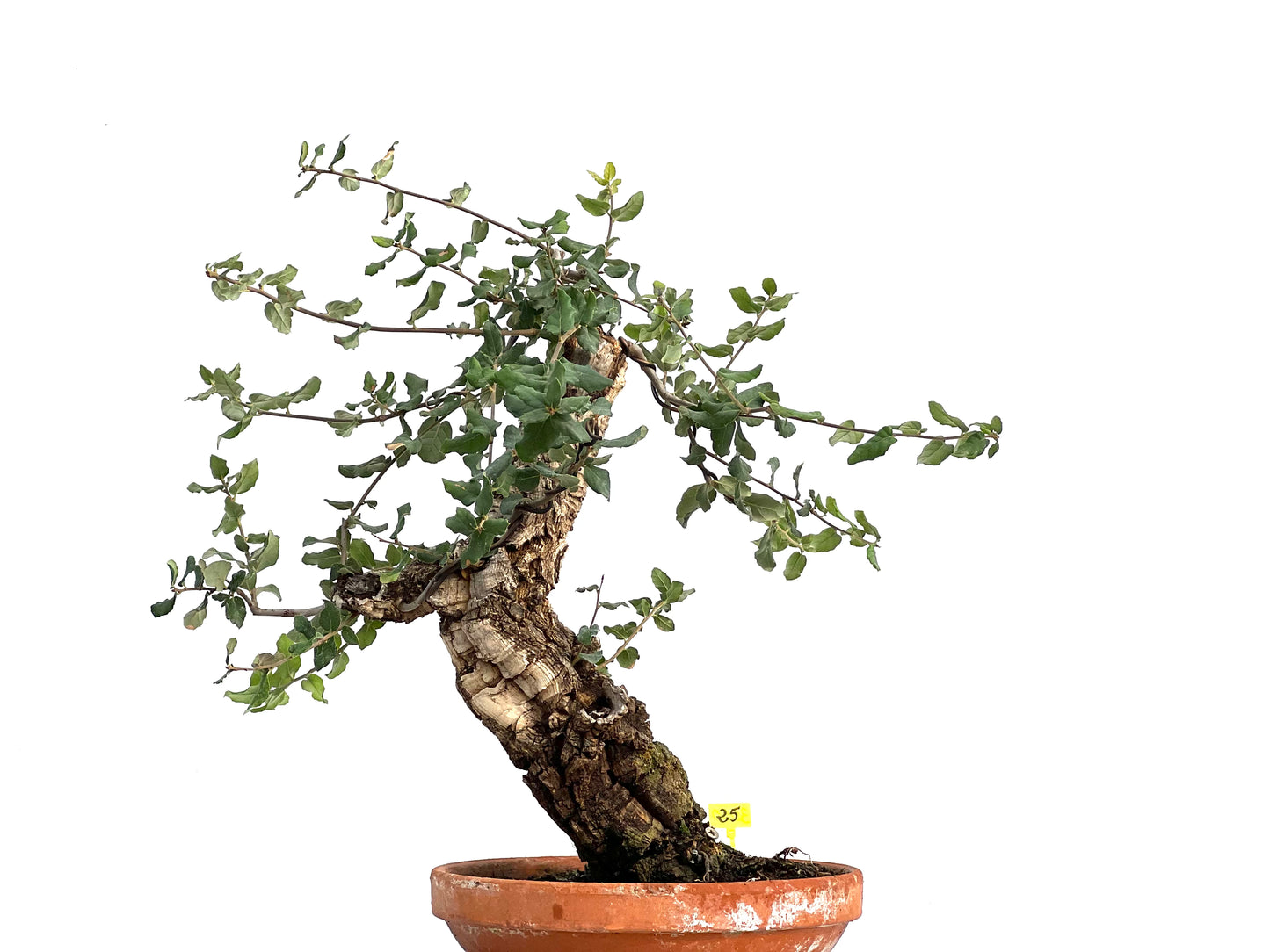Quercus Suber 3050