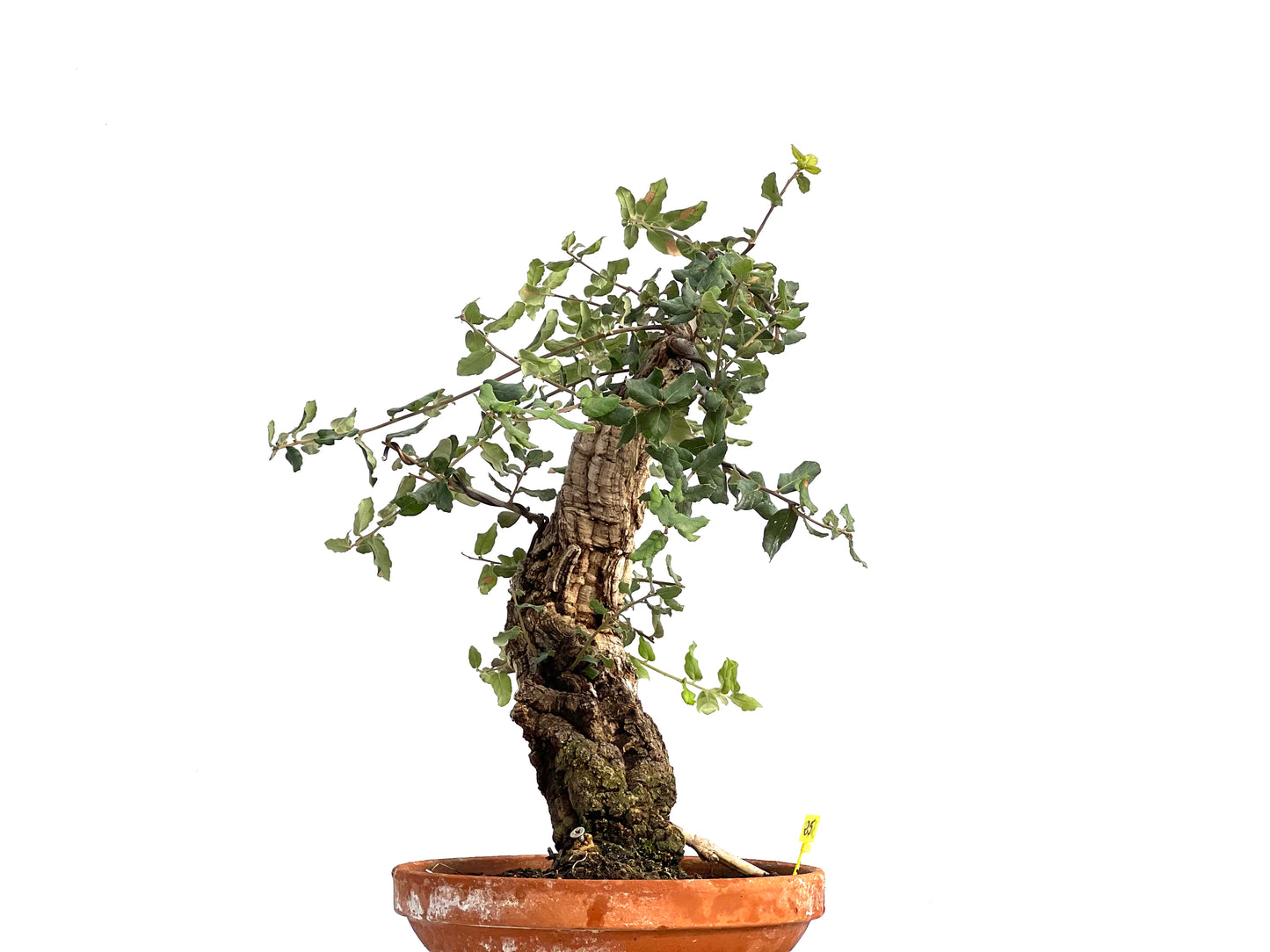 Quercus Suber 3050