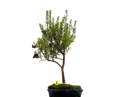 Syzigium Buxifolium 3046