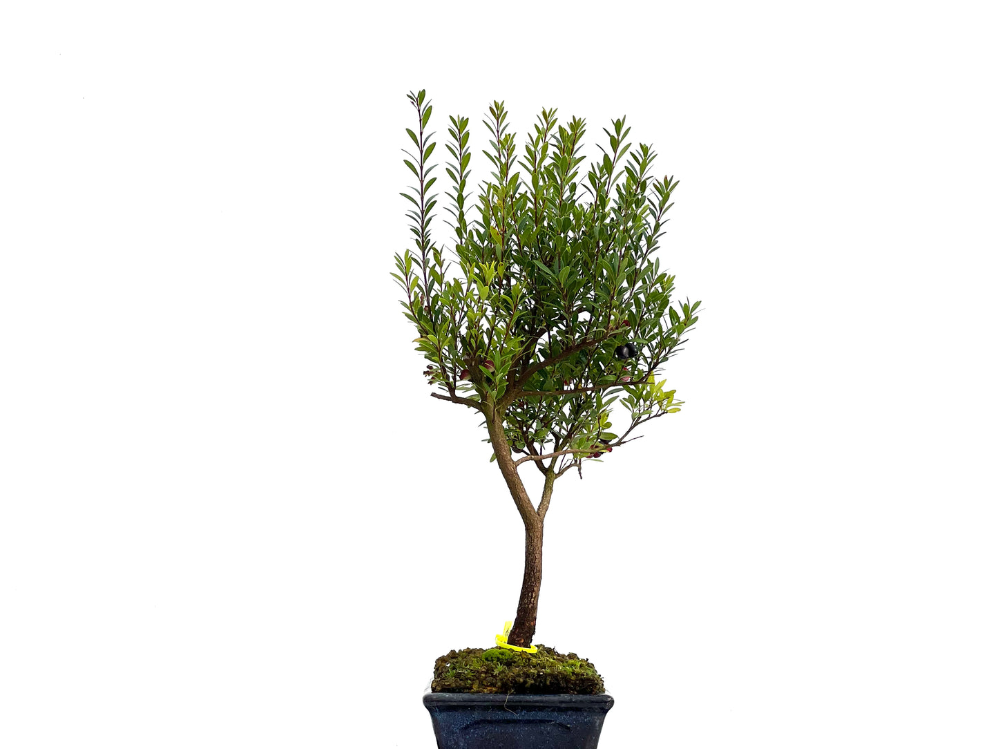 Syzigium Buxifolium 3046