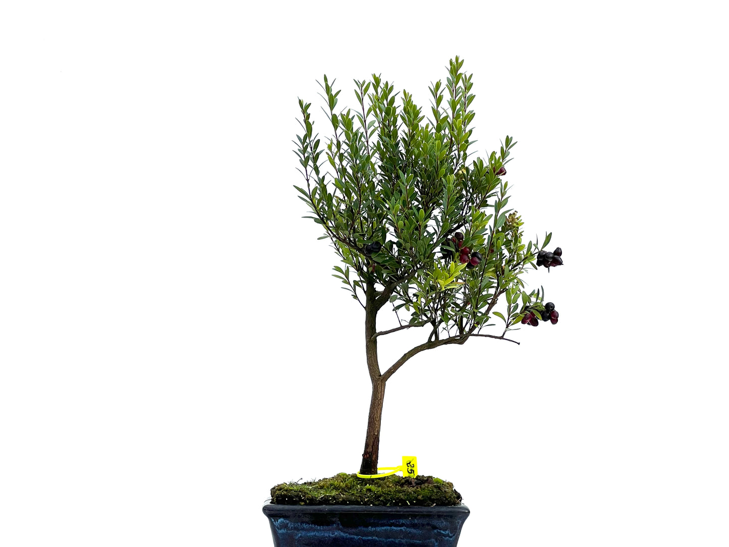 Syzigium Buxifolium 3046