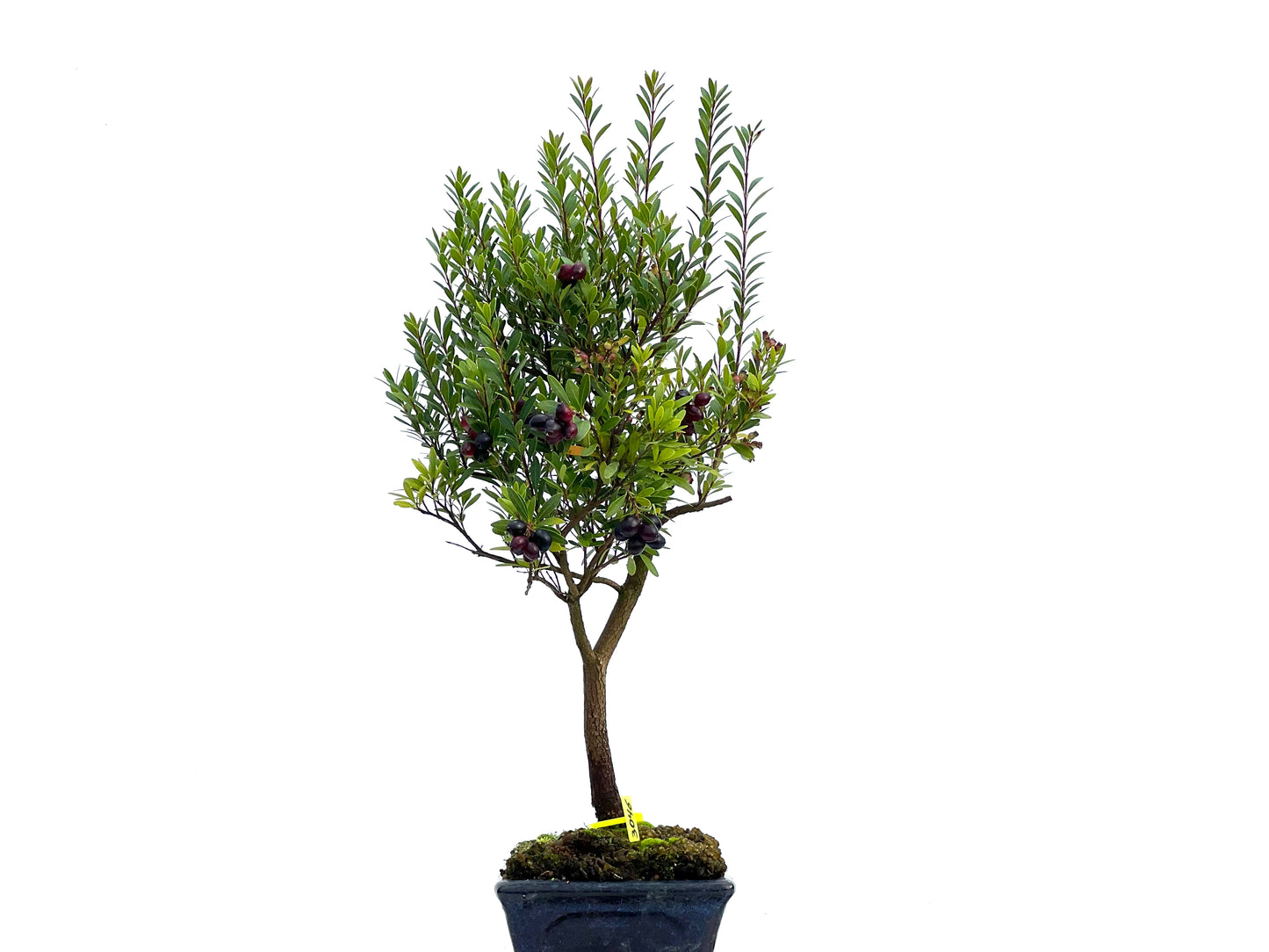 Syzigium Buxifolium 3046