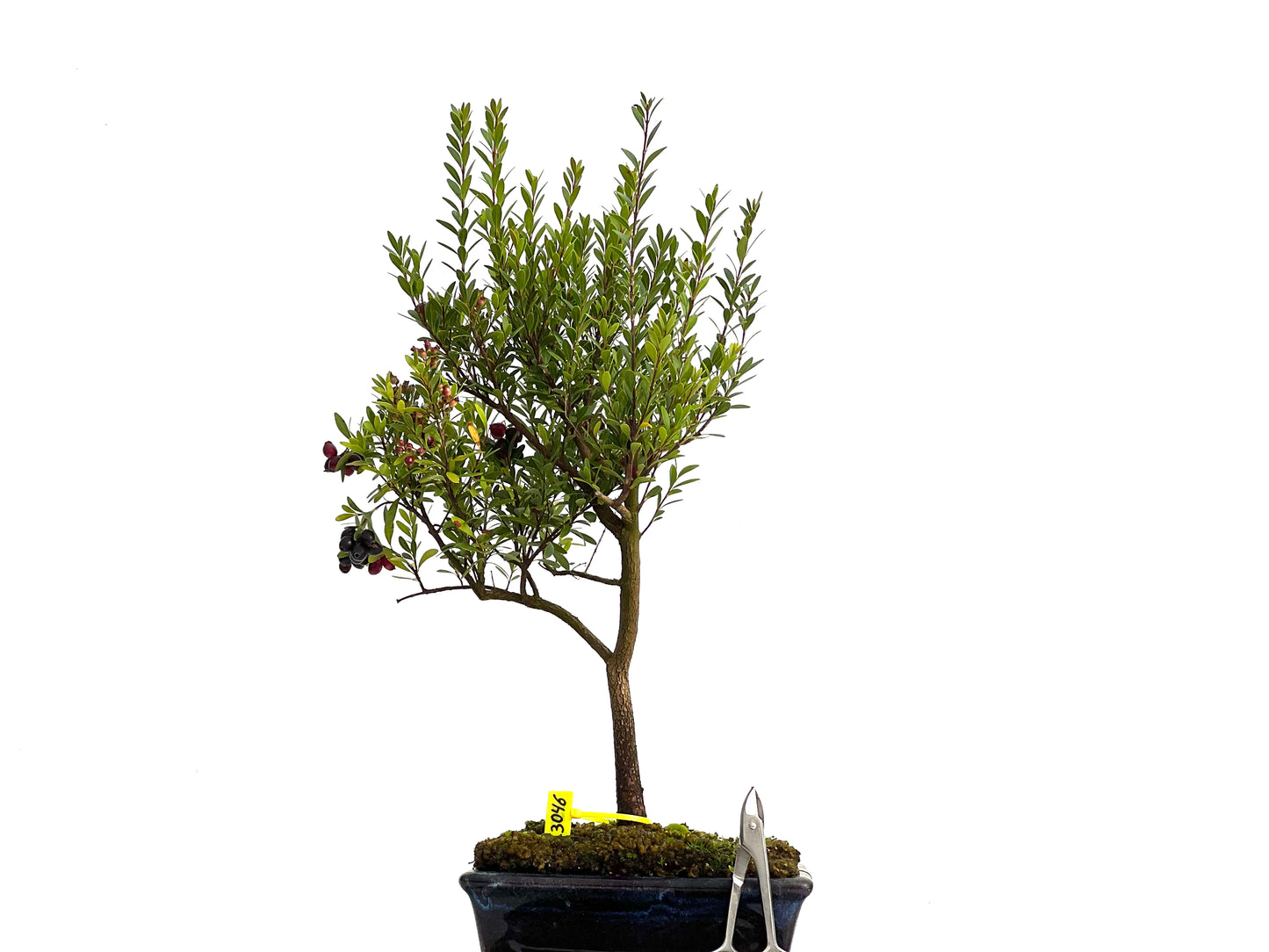 Syzigium Buxifolium 3046