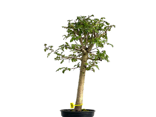 Crataegus Monogyna 3067