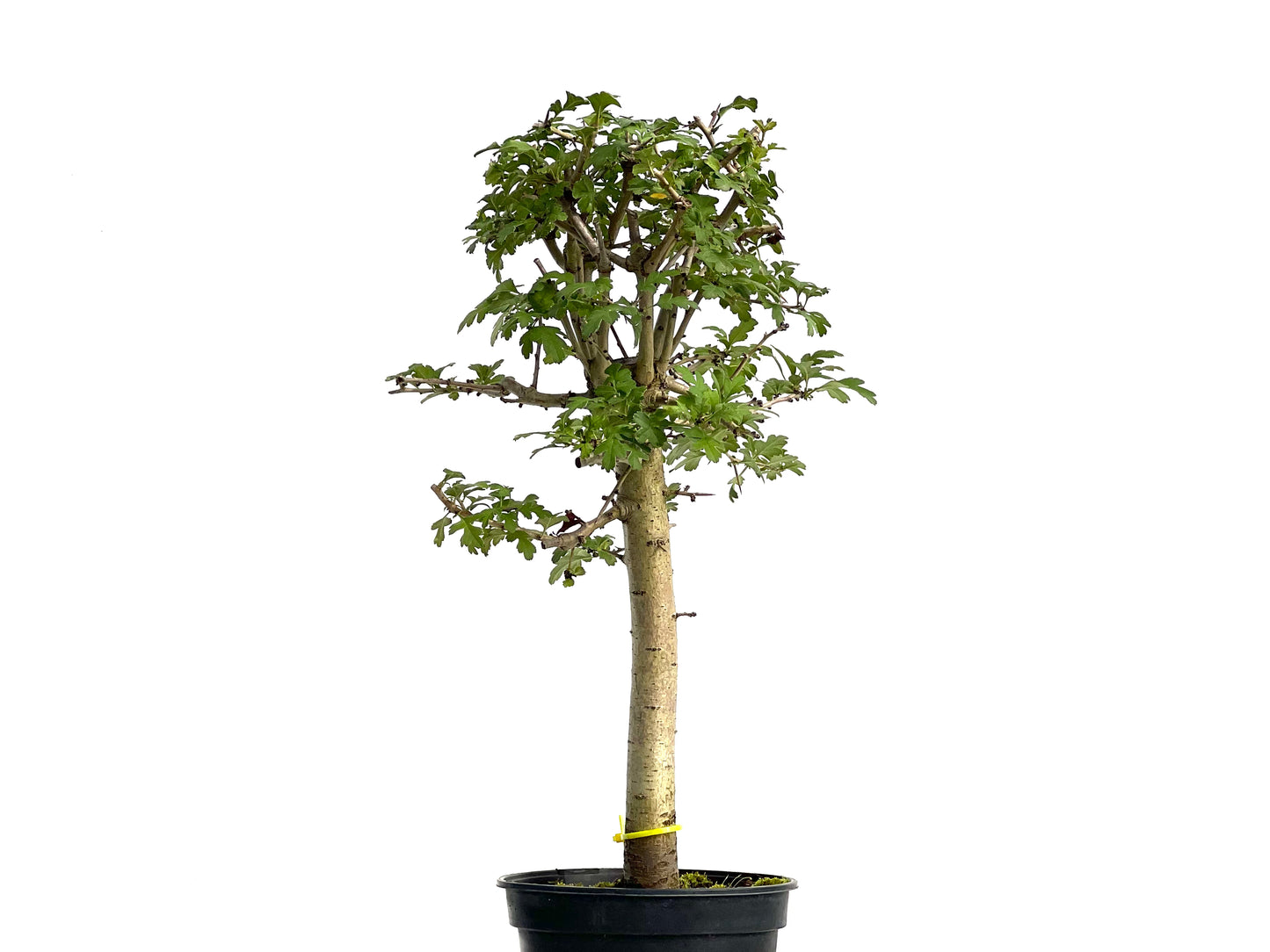 Crataegus Monogyna 3067