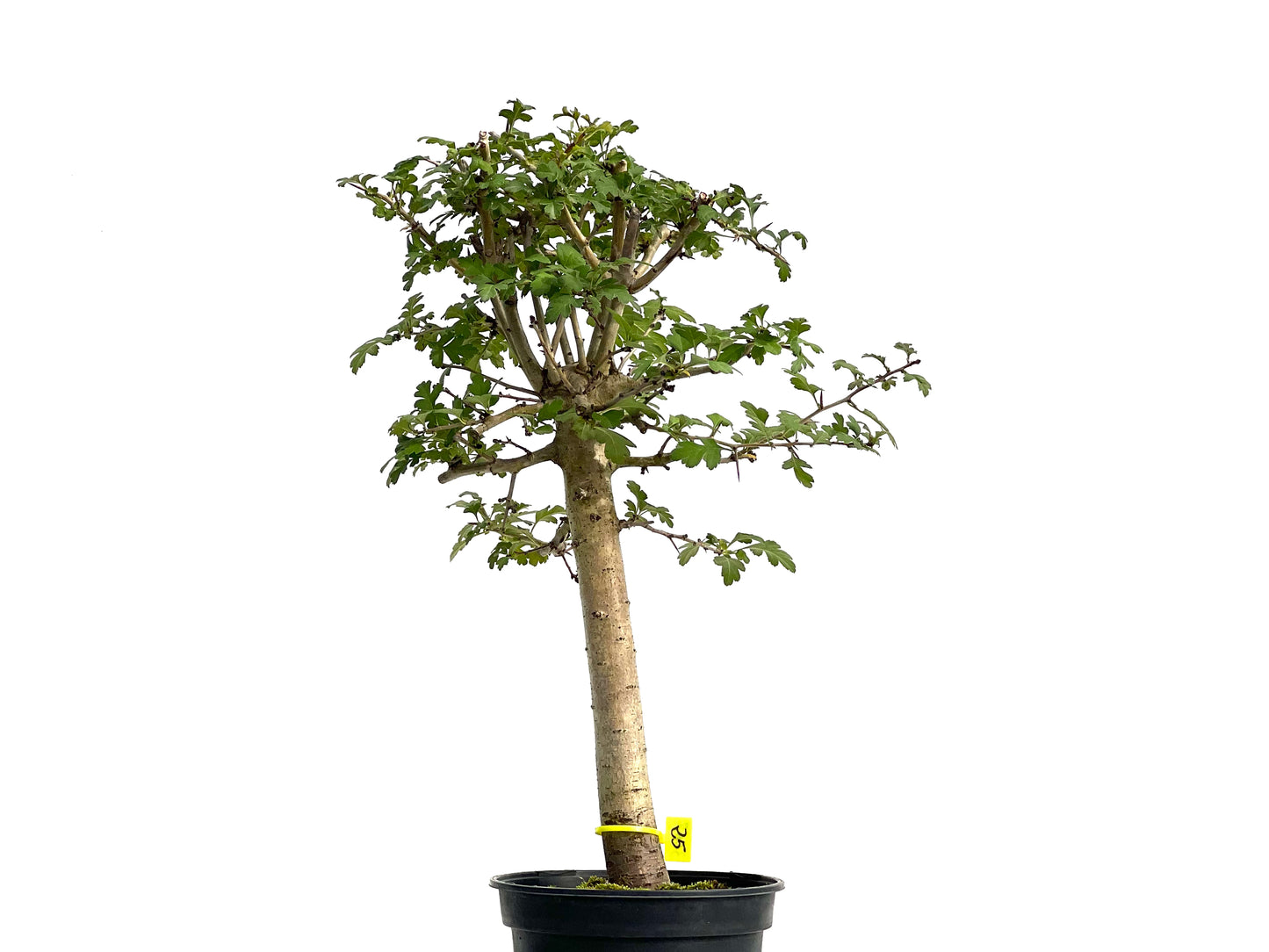 Crataegus Monogyna 3067