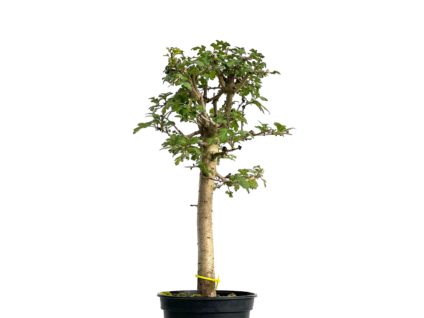 Crataegus Monogyna 3067